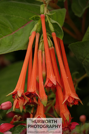 2015 RHS Tatton -139