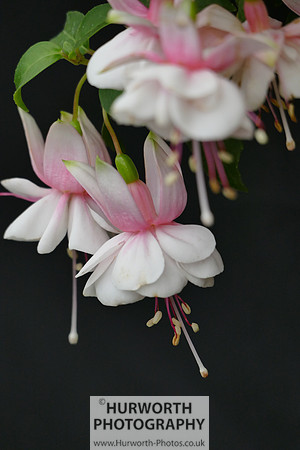 2015 RHS Tatton -140