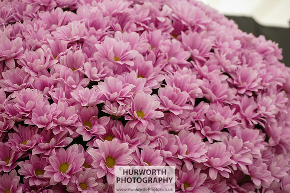2015 RHS Tatton -141