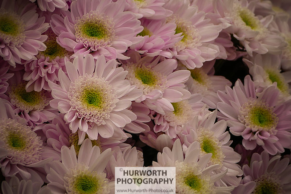 2015 RHS Tatton -142