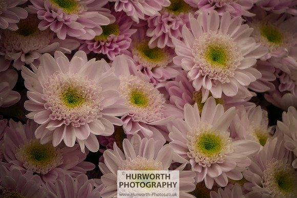 2015 RHS Tatton -143