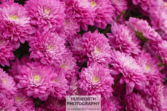 2015 RHS Tatton -144