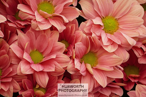 2015 RHS Tatton -145