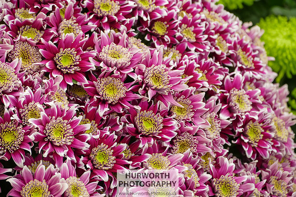 2015 RHS Tatton -146