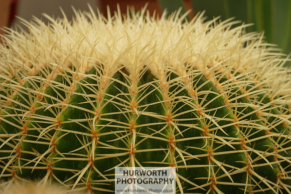 2015 RHS Tatton -148