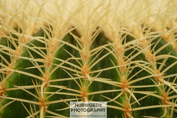 2015 RHS Tatton -149