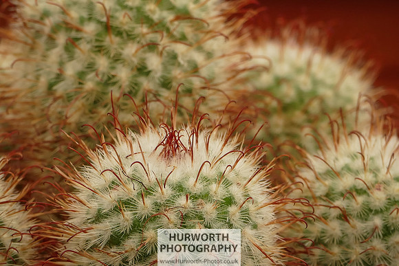 2015 RHS Tatton -150