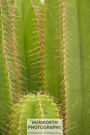 2015 RHS Tatton -151