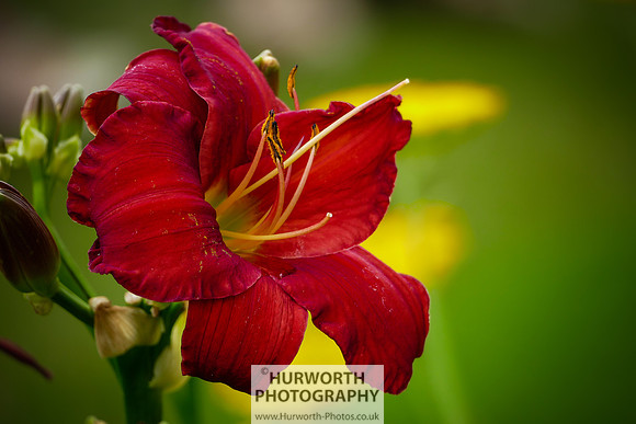 2015 RHS Tatton -154