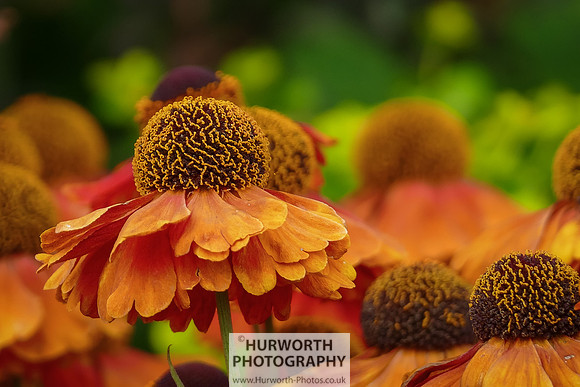 2015 RHS Tatton -155