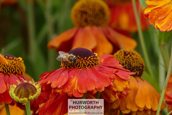2015 RHS Tatton -156