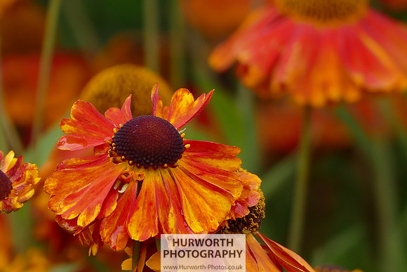 2015 RHS Tatton -157