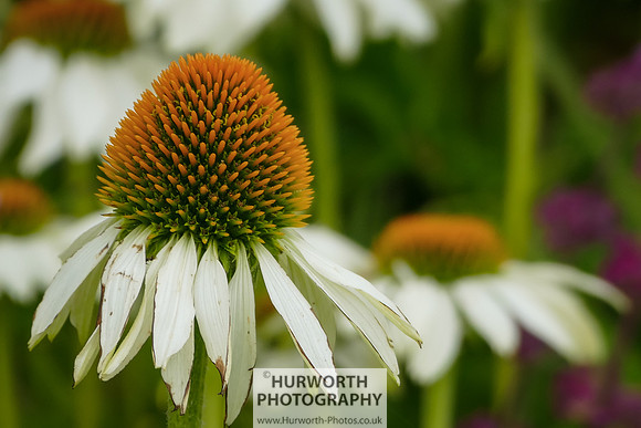 2015 RHS Tatton -158