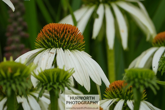 2015 RHS Tatton -159