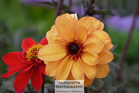 2015 RHS Tatton -162