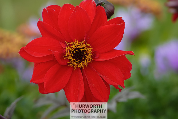 2015 RHS Tatton -163