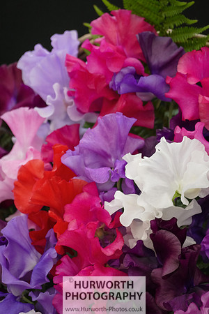 2015 RHS Tatton -166