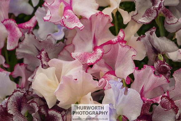 2015 RHS Tatton -167