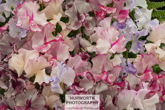 2015 RHS Tatton -168