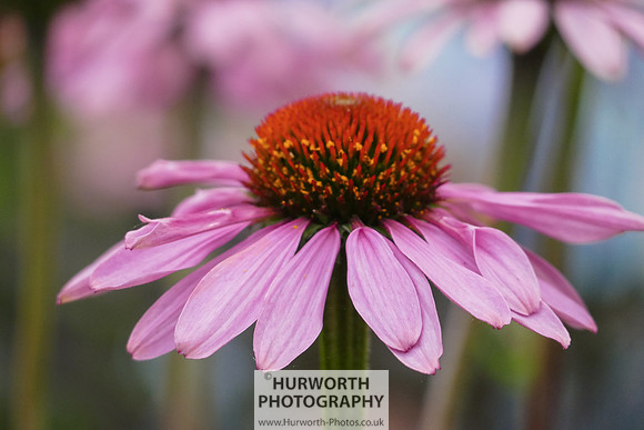 2015 RHS Tatton -169
