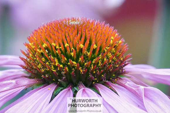 2015 RHS Tatton -170