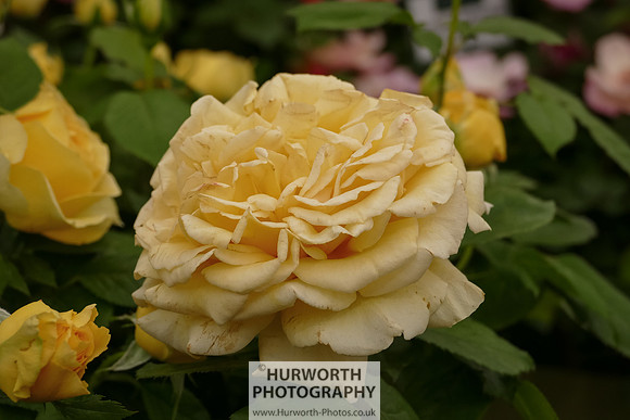 2015 RHS Tatton -171