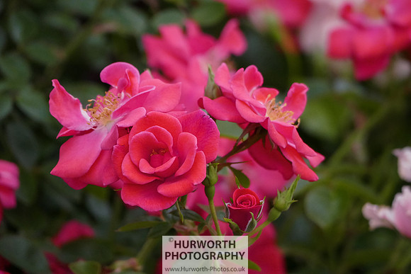 2015 RHS Tatton -172