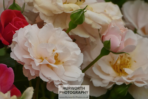 2015 RHS Tatton -173