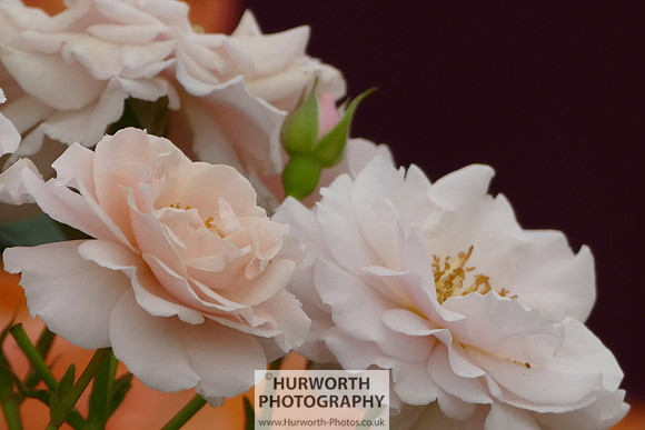 2015 RHS Tatton -174