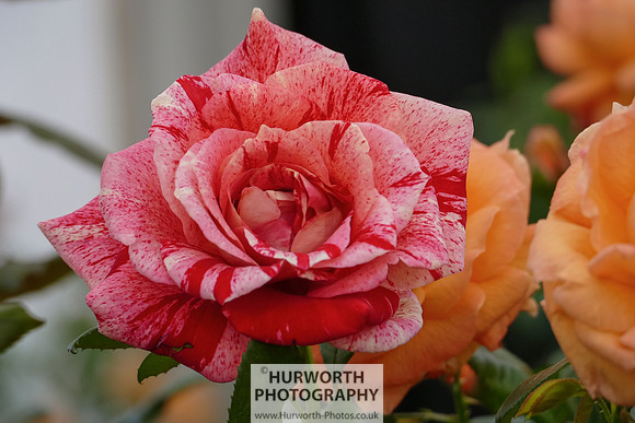 2015 RHS Tatton -175