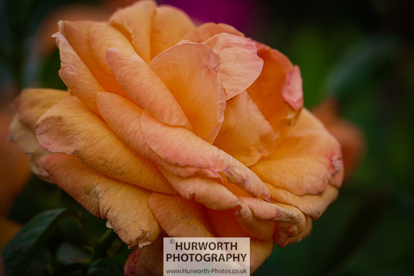 2015 RHS Tatton -176
