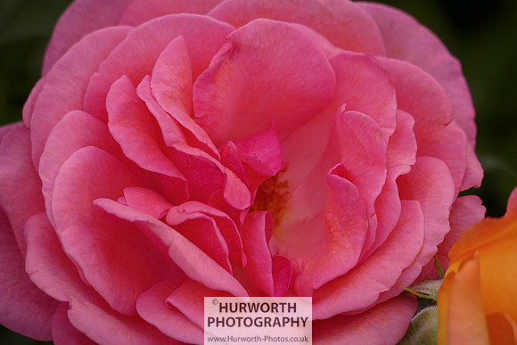 2015 RHS Tatton -177