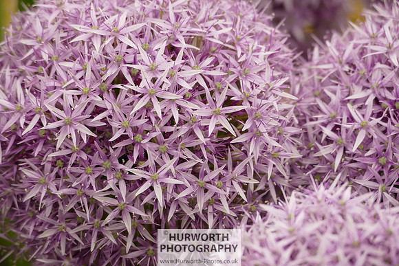2015 RHS Tatton -178