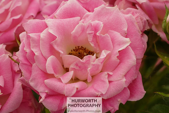 2015 RHS Tatton -179
