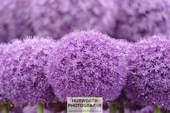 2015 RHS Tatton -180