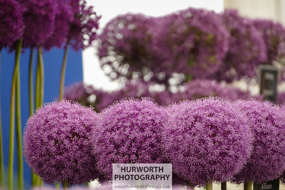 2015 RHS Tatton -181
