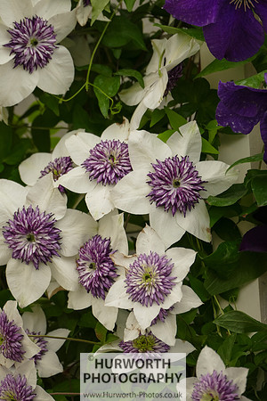 2015 RHS Tatton -182