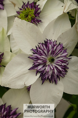 2015 RHS Tatton -183