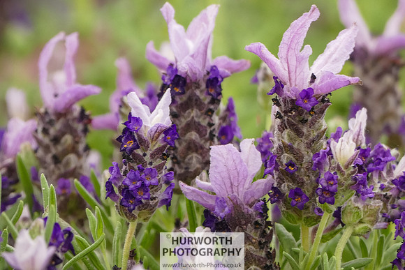 2015 RHS Tatton -184