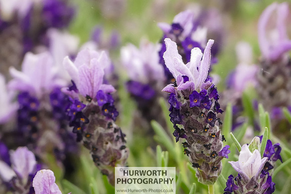 2015 RHS Tatton -185