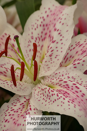 2015 RHS Tatton -186