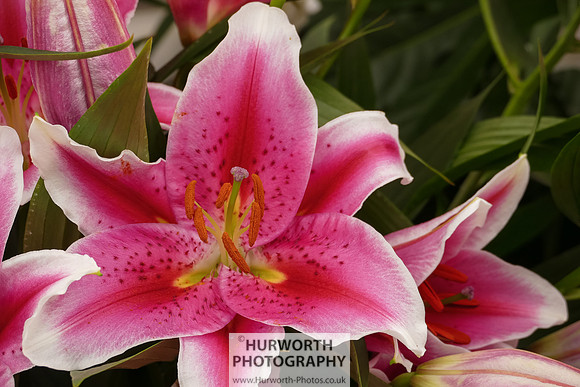 2015 RHS Tatton -187