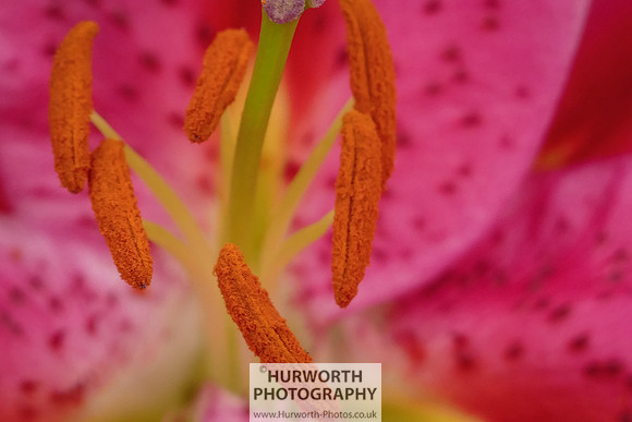 2015 RHS Tatton -188