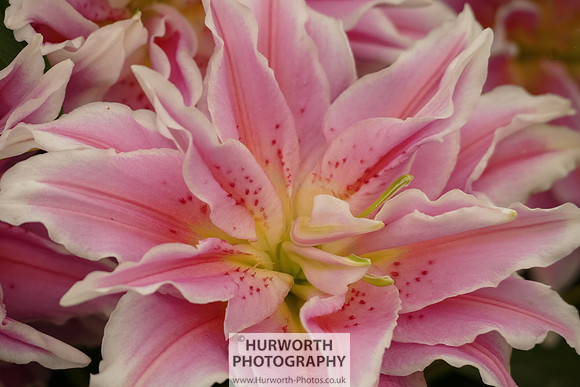 2015 RHS Tatton -191
