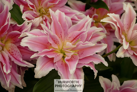 2015 RHS Tatton -192