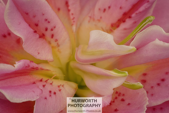 2015 RHS Tatton -193