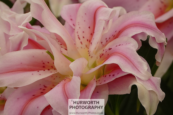 2015 RHS Tatton -194