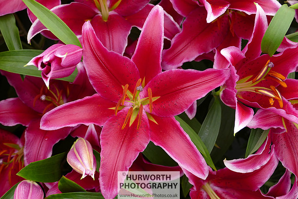 2015 RHS Tatton -196
