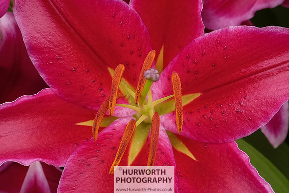 2015 RHS Tatton -197