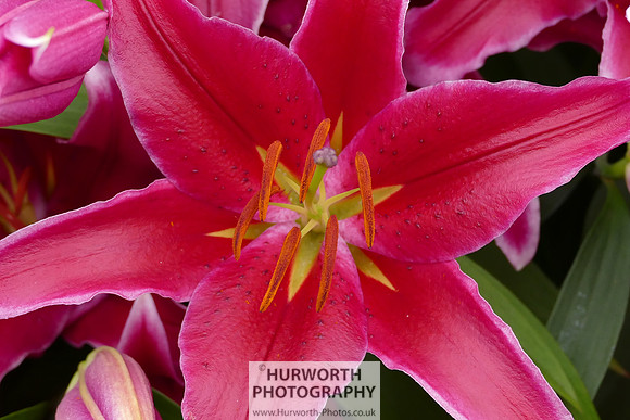 2015 RHS Tatton -198